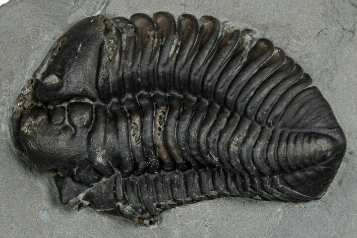 Calymene Niagarensis Trilobite Fossil - New York #357086